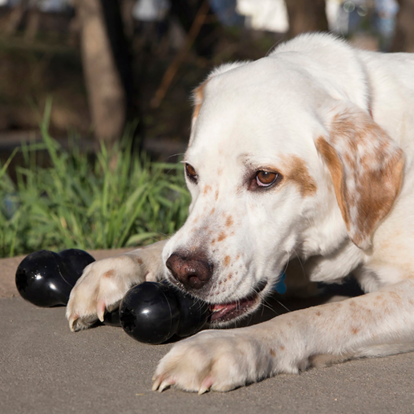 Kong Extreme Goodie Bone Medium