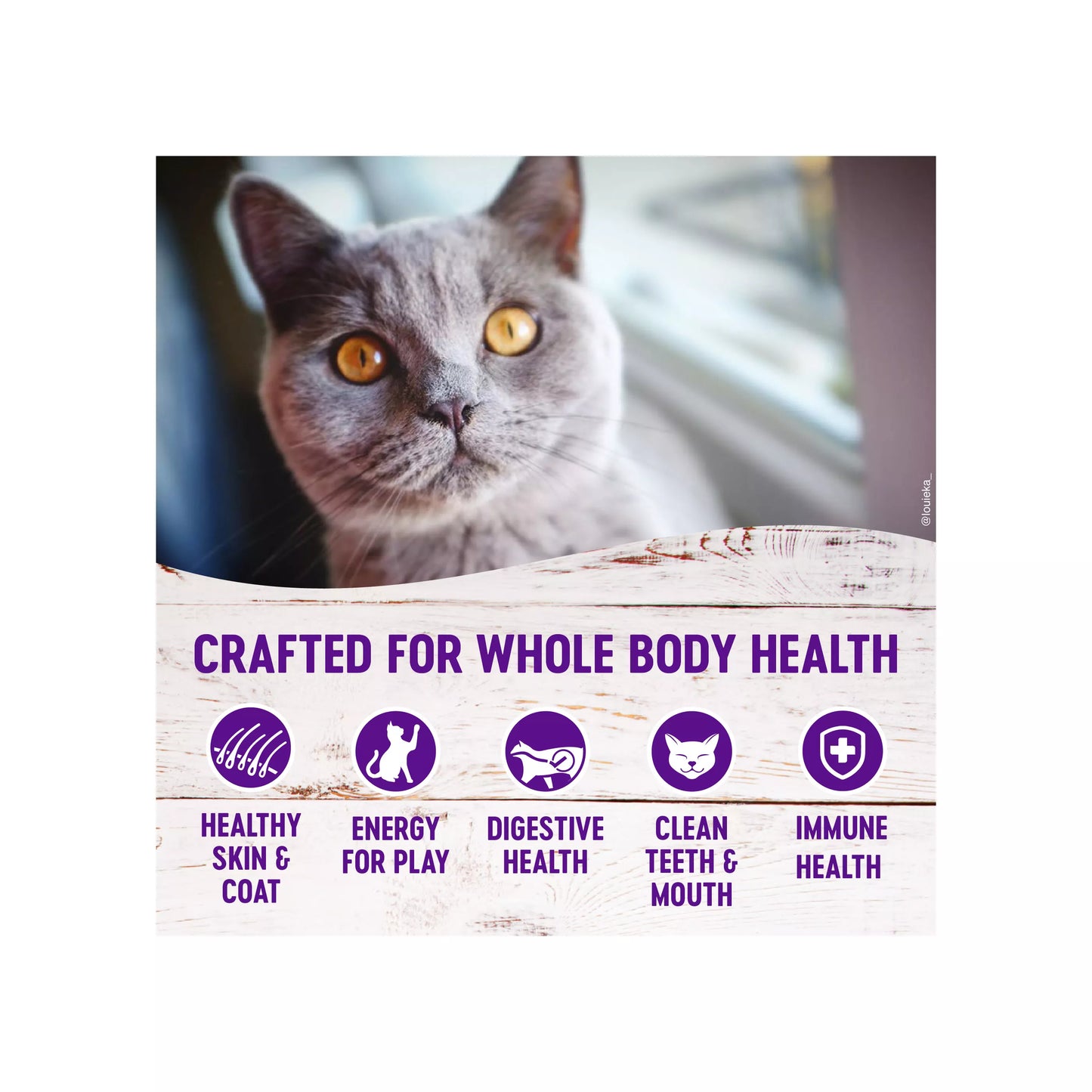 Wellness Complete Health Kitten Food - Natural, Grain Free, Chicken & Chicken Meal 5.5lb