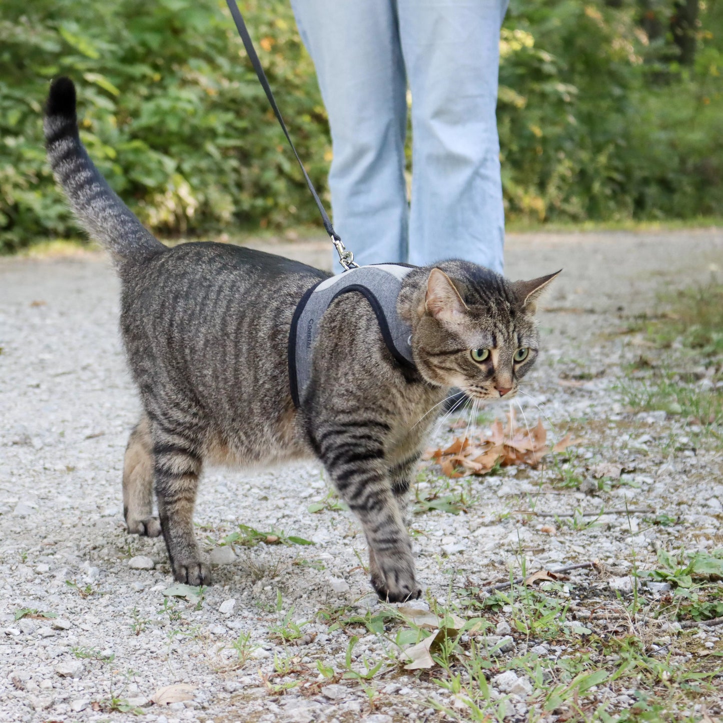 Coastal Adjustable Cat Wrap Harness with 6' Leash 9-14' Grey