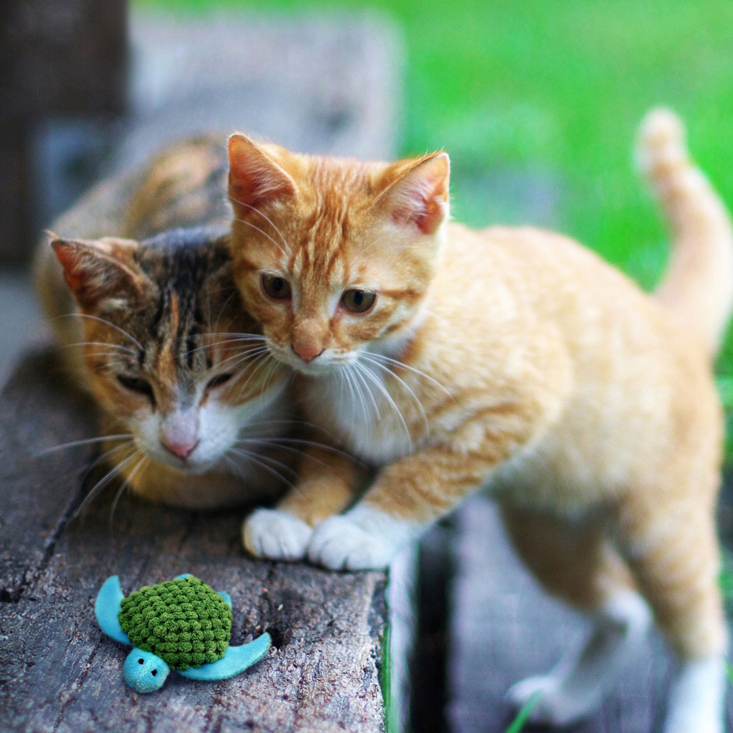 Kong Refillables Catnip Turtle