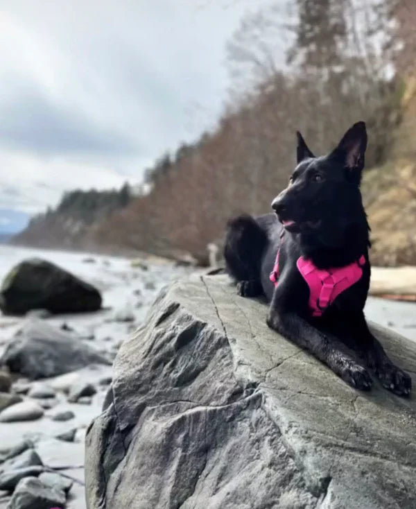 Smellydogz Pink Comfort Harness - Medium