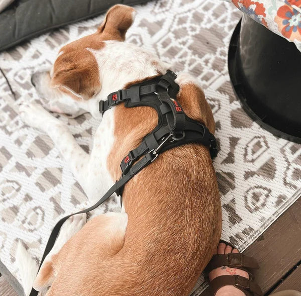 Smellydogz Black Comfort Harness - Large