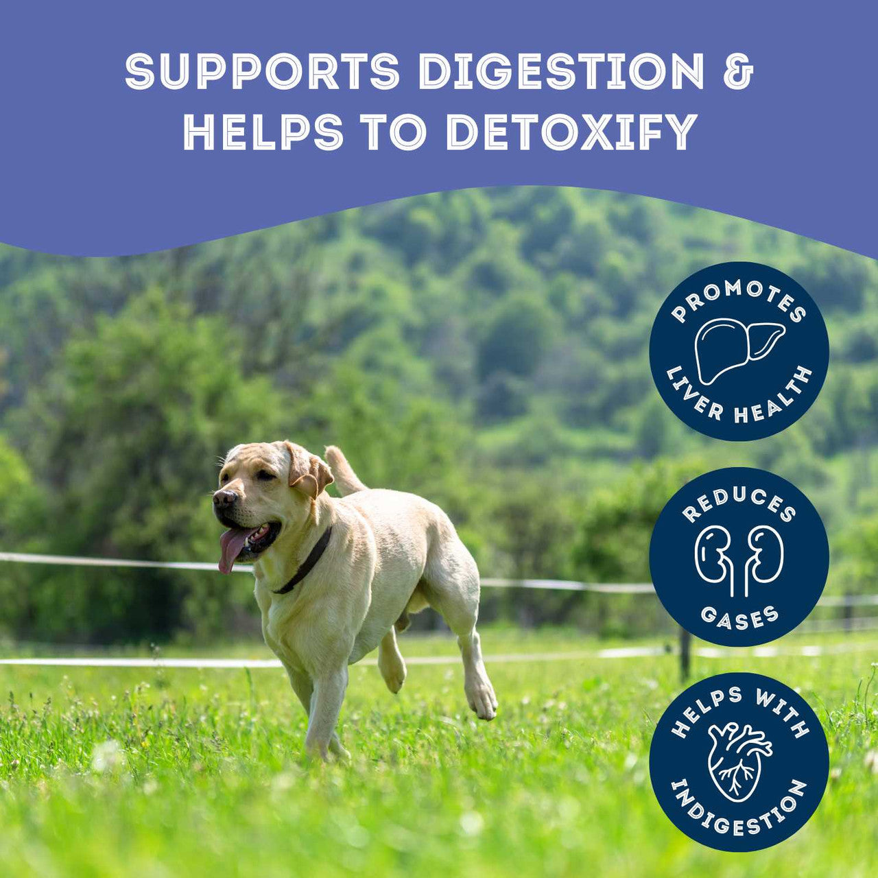Granville Pet Treatery Eww, I'm Very Gassy (Sorry) - Nutra Bites Digestion Supplement For Dogs 240g