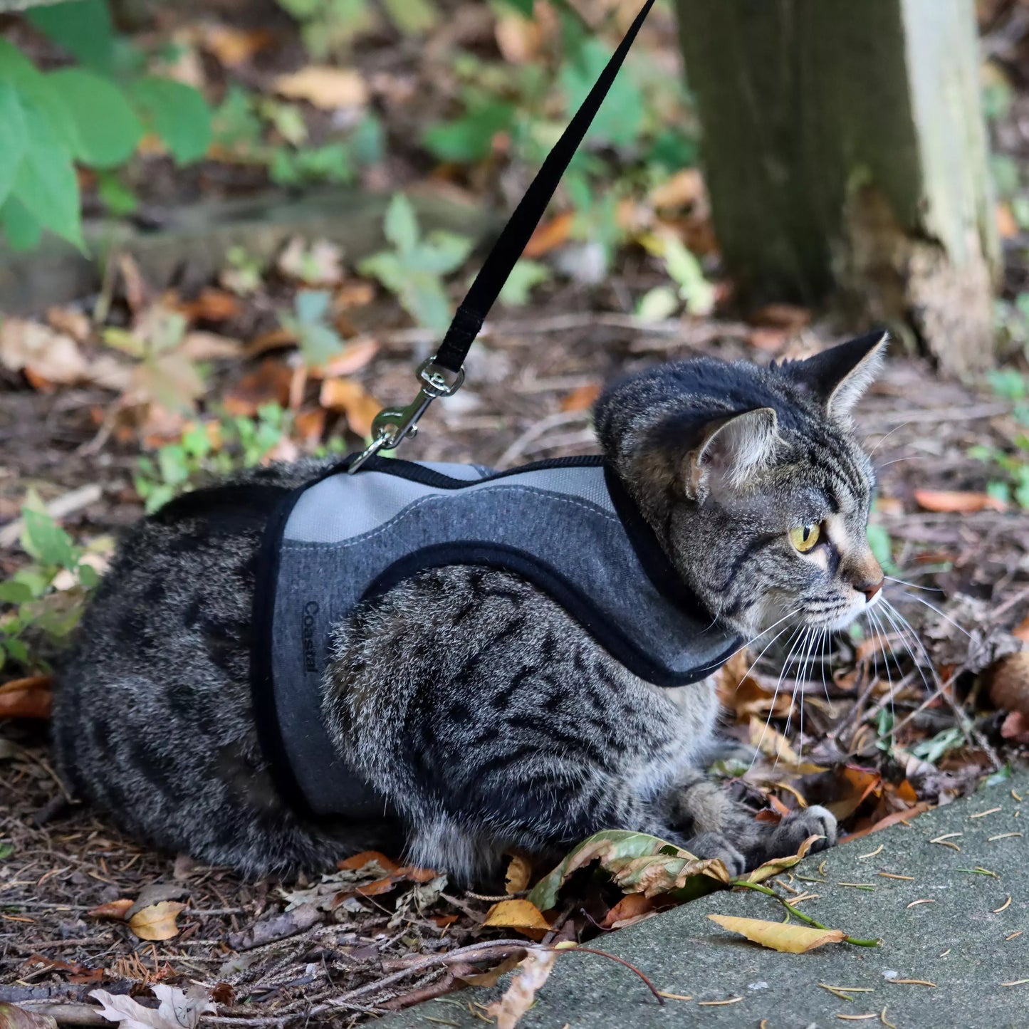 Coastal Adjustable Cat Wrap Harness with 6' Leash 9-14' Grey