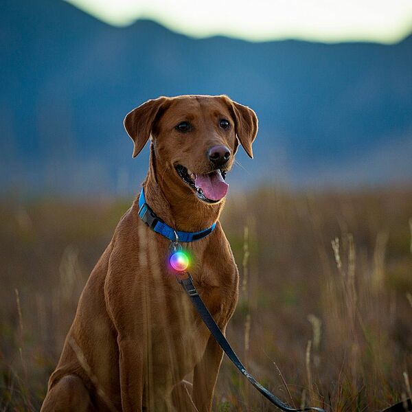 Nite Ize SpotLit Rechargeable Collar Light Jewel