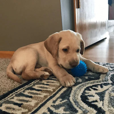 Gnawsome Small Squeak and Light Ball - Small 2.5"