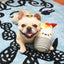 Hugsmart Fiesta Chewsday - Burrito