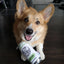 Fou Fou Brands Woof Claw Plush Lick'n Lime