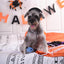 Hugsmart Howloween Night - Vampire