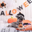HugSmart - Halloween Night - Pumpkin Ball