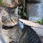 Coastal Adjustable Cat Wrap Harness with 6' Leash 11-16' Grey