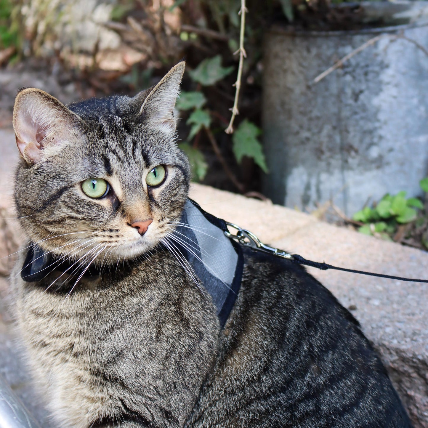 Coastal Adjustable Cat Wrap Harness with 6' Leash 11-16' Grey