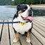 Monty's Battery Powered Flashing Dog Collar/Harness Light - Yellow