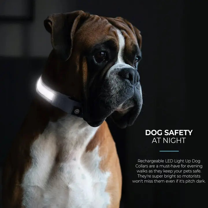 Silver Paw LED Collar Grey XS/Small