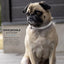 Silver Paw LED Collar Grey XS/Small