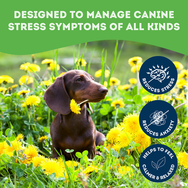 Granville Pet Treatery Stress! Whaddya Mean I'm Stressed! - Nutra Bites Calming Supplement For Dogs 240g