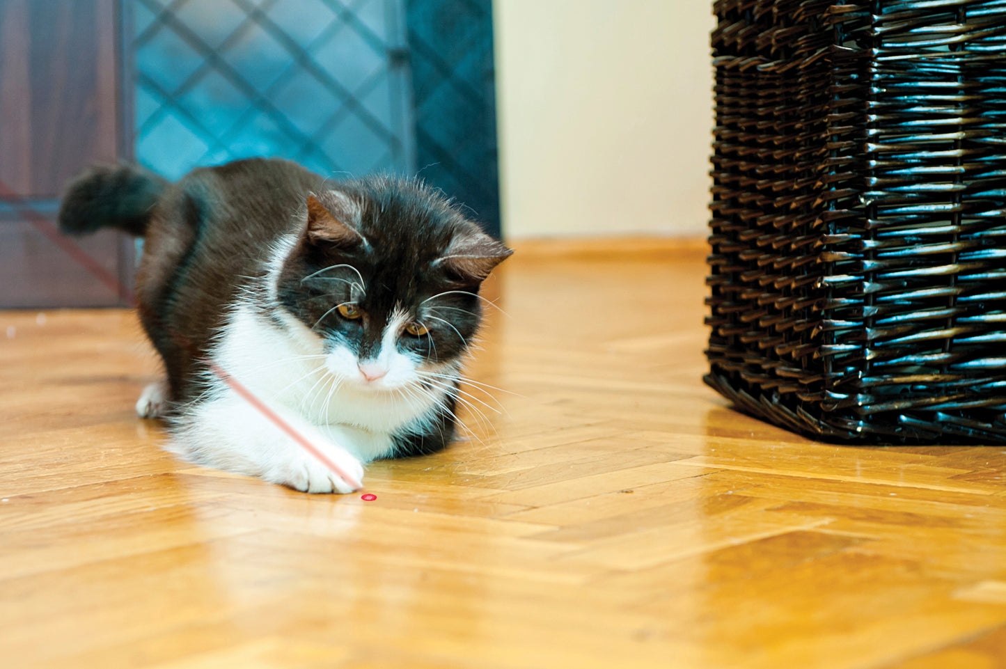 Kong Laser Pointer