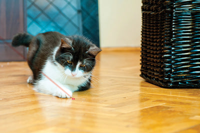 Kong Laser Pointer