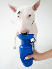 Springer Classic Dog Water Bottle 22oz - Indigo