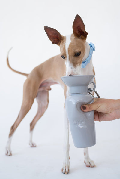 Springer Classic Dog Water Bottle 22oz - Grey