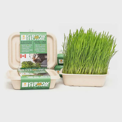 Fog Farms Wheat Grass Kit for Cats 200g