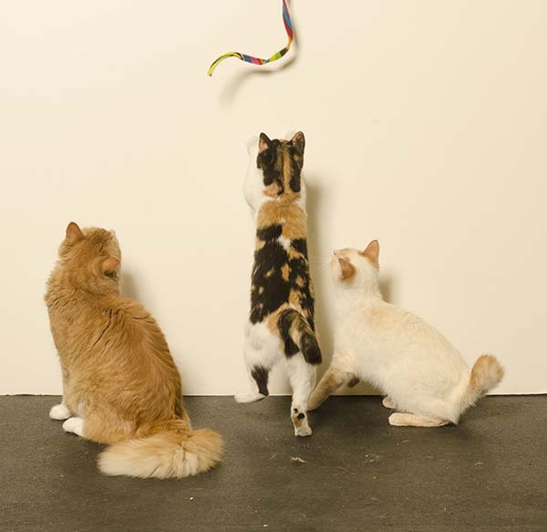 Cat Dancer Cat Charmer Geometric