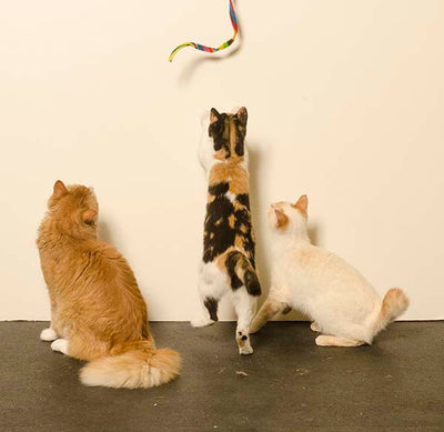 Cat Dancer Cat Charmer Geometric