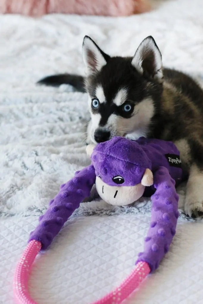 ZippyPaws Monkey RopeTugz – Purple