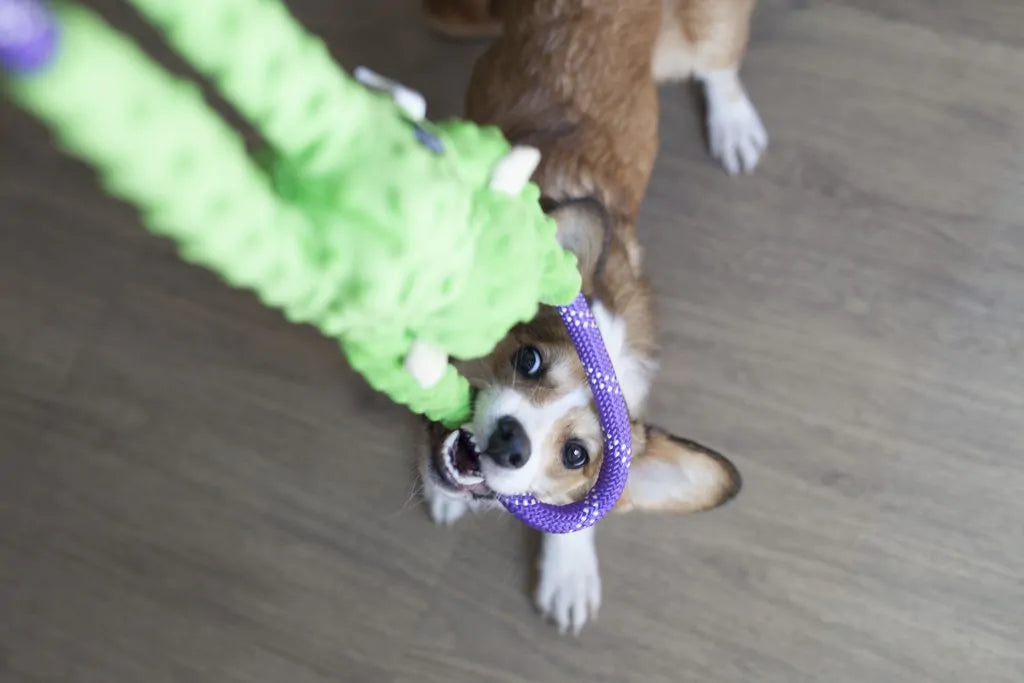 ZippyPaws Monkey RopeTugz – Green