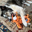 Kong Wild Knots Tiger Medium/Large