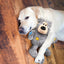 Kong Wild Knots Bear Medium/Large