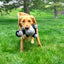 Kong Knots Belly Gorilla Medium/Large