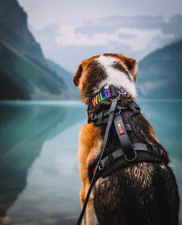 Smellydogz Black Comfort Harness - Large