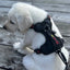 Smellydogz Black Comfort Harness - Large