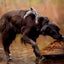 Smellydogz Black Comfort Harness - Large