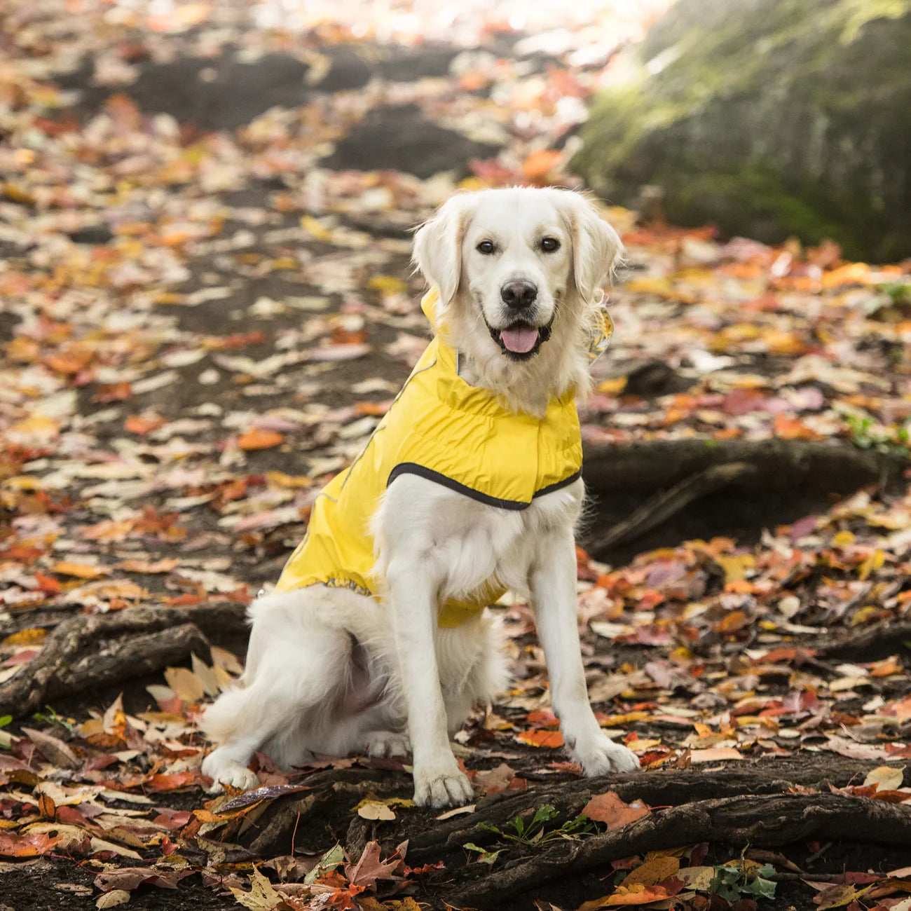GF Pets Reversible Dog Raincoat | Yellow Leaves - Medium
