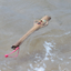 Doog Stick Family Toys - Twiggy (Wife)