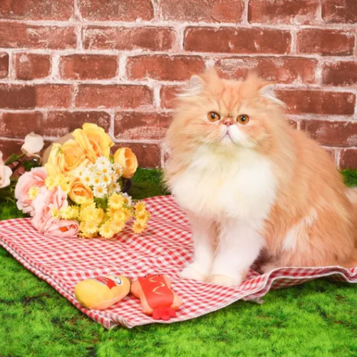 Hugsmart Kitten Party - Hot Dog & Mustard