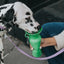 Springer Classic Dog Water Bottle 22oz - Sky Blue
