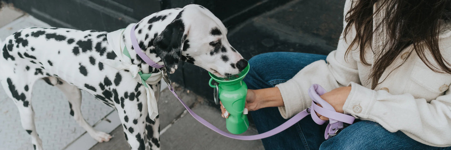 Springer Classic Dog Water Bottle 22oz - Sky Blue