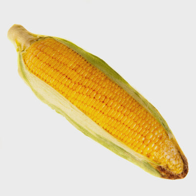 Natural Cat Toy Catnip Jumbo Corn