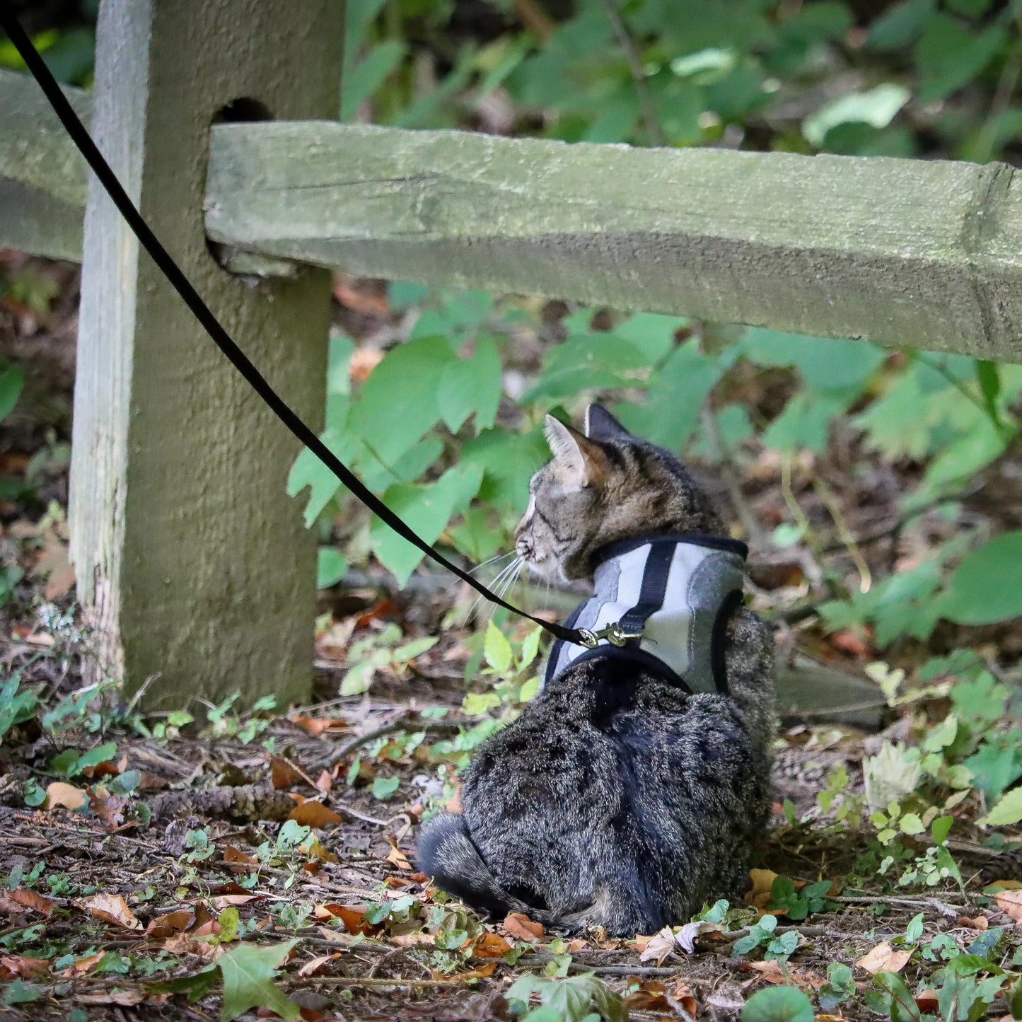 Coastal Adjustable Cat Wrap Harness with 6' Leash 11-16' Grey