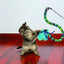 Kong Teaser Curlz - Cat Wand