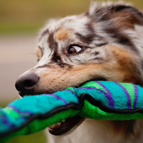 Outward Hound Durablez Snake Blue & Green | 6 Squeaks