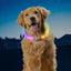 Nite Ize NiteHowl Max Rechargeable LED Safety Necklace