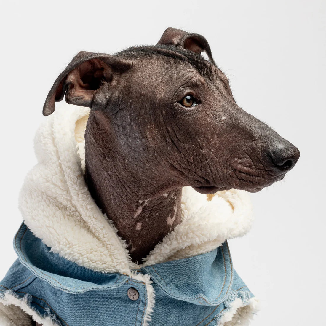 Silver Paw Denim Jean Jacket - Medium