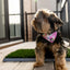 Silver Paw Potty Patch - Reusable Dog Trainer - Large