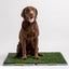 Silver Paw Potty Patch - Reusable Dog Trainer - Large