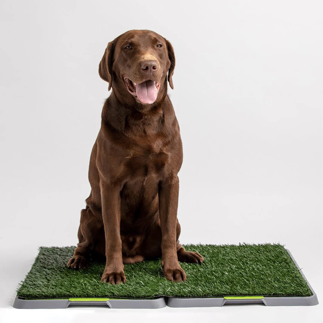 Silver Paw Potty Patch - Reusable Dog Trainer - Large