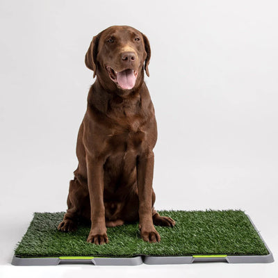 Silver Paw Potty Patch - Reusable Dog Trainer - Large